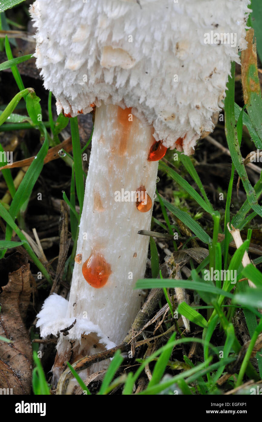 Shaggy Shaggy / Cap d'encre / inkcap la perruque de Avocat / shaggy mane (Coprinus comatus) montrant des gouttes de liquide avec des spores Banque D'Images