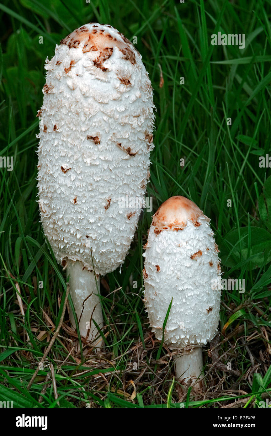 Shaggy Shaggy / Cap d'encre / inkcap la perruque de Avocat / shaggy mane (Coprinus comatus) au début de l'étape de croissance Banque D'Images