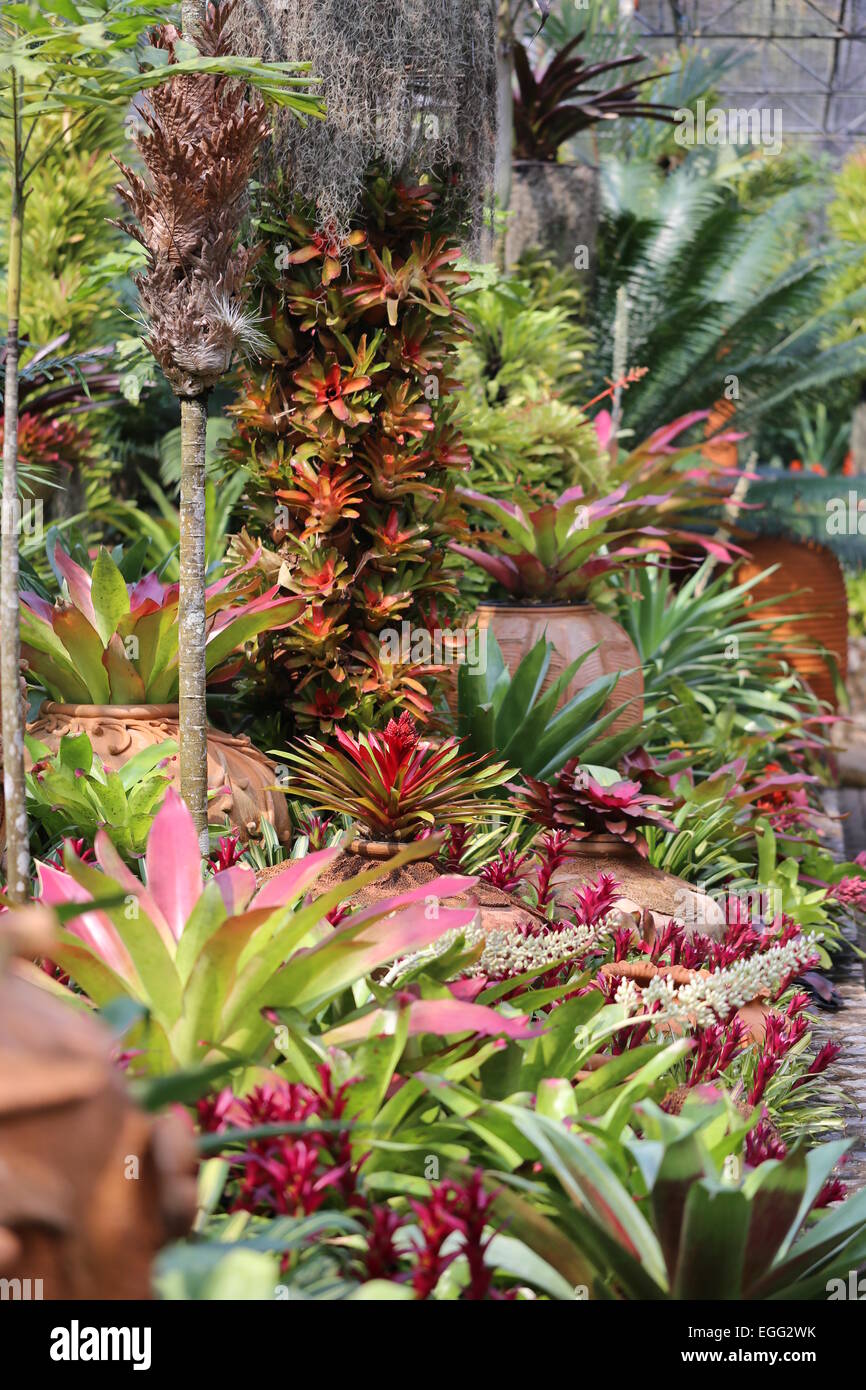 Plantes et fleurs de couleur différente photographié closeup Banque D'Images