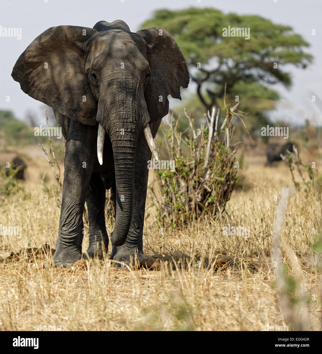 L'éléphant d'Afrique mâle avec de grandes défenses sur les prairies de la parc national de Tarangire, Tanzanie, Afrique de l'Est. Banque D'Images