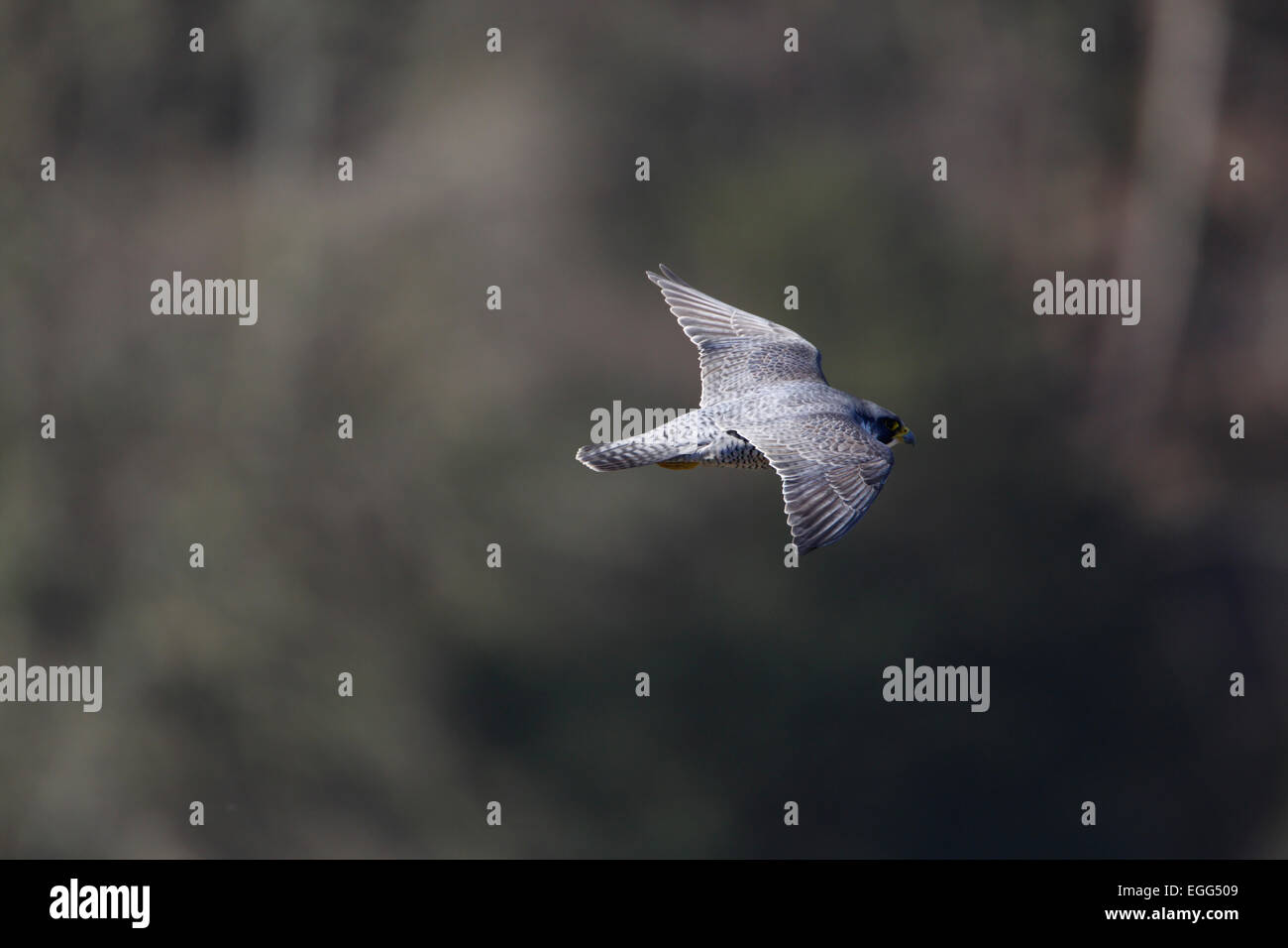 Falco peregrinus Peregrine. Avon Gorge, Bristol. Mars 2014 Banque D'Images