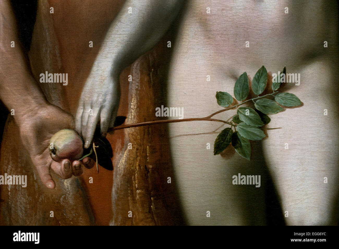 Cornelis van Haarlem la chute de l'homme Adam Eve Jardin d'Eden apple tree Museum Pays-bas ( détail ) Banque D'Images