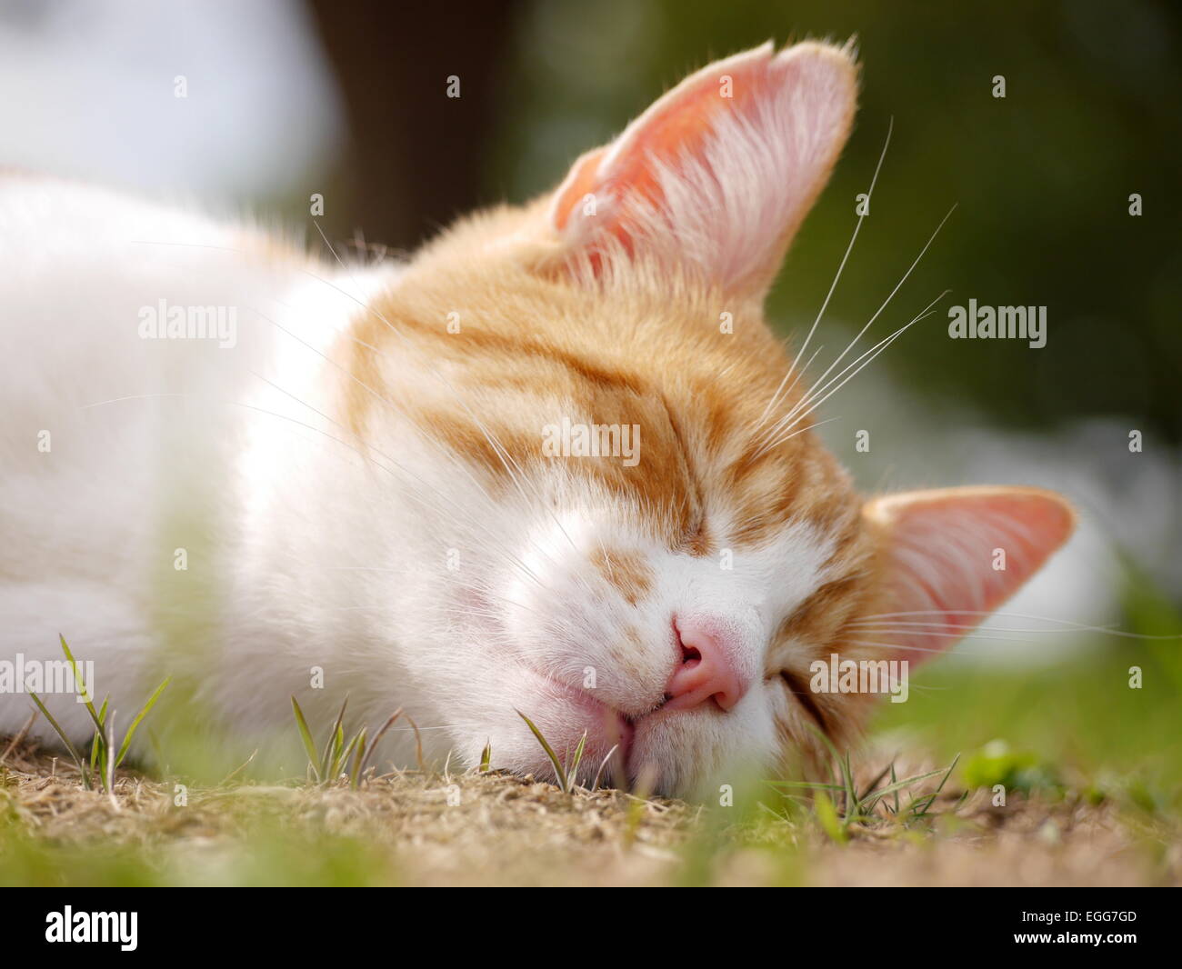 Chat Qui Dort Dehors Banque De Photographies Et D Images A Haute Resolution Alamy
