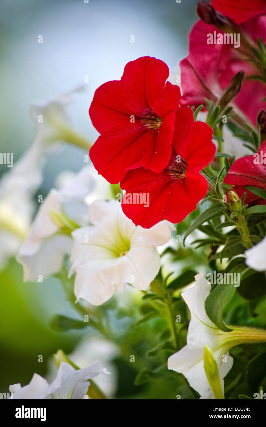 Petunia fleurs fleurissent dans le jardin d'été. Banque D'Images