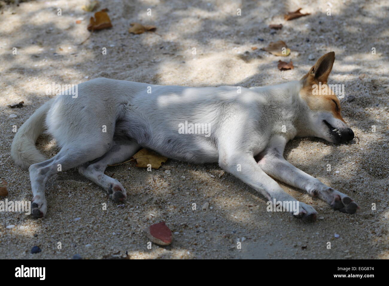 Beau chien, allongé sur un sable jaune photographié closeup Banque D'Images