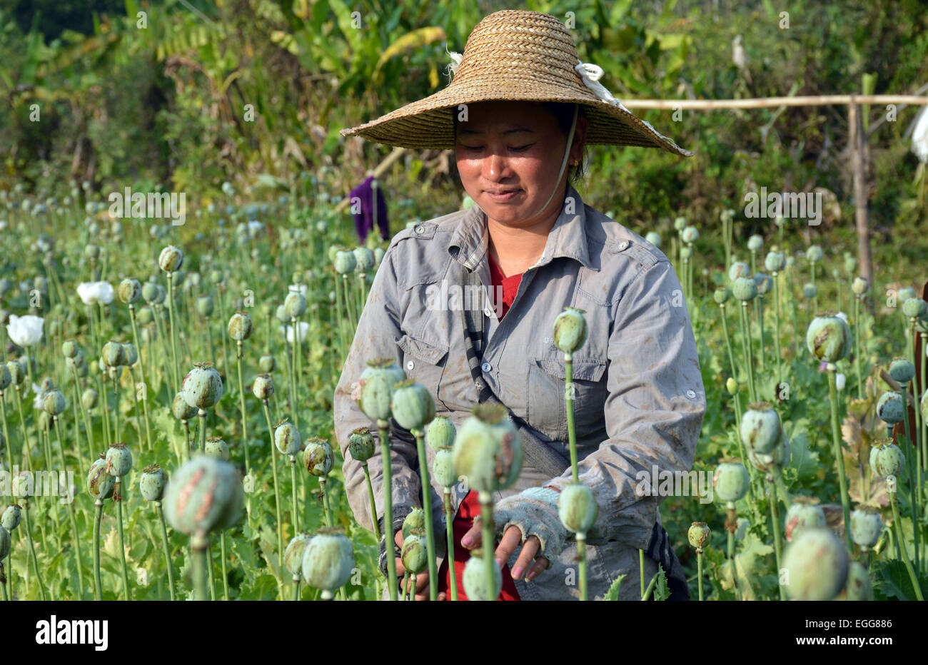 L'Arunachal Pradesh, Inde. 23 Février, 2015. Une des femmes travaillant dans les champs de coquelicots à un village isolé du district de polices Lohit dotée, de l'Arunachal Pradesh, Inde le lundi feb 23,2015. Une enquête sur les stupéfiants dans deux districts frontaliers de l'Arunachal Pradesh (AP) a révélé l'ampleur de la culture de l'opium et ses dépendance généralisée parmi le peuple, y compris le personnel de sécurité. L'enquête a été réalisée par l'Institut d'études et l'analyse des stupéfiants au nom du gouvernement de l'état dans Anjaw polices Lohit dotée et districts, qui bordent la Chine et le Myanmar. Credit : NisargMedia.com/Alamy Live News Banque D'Images