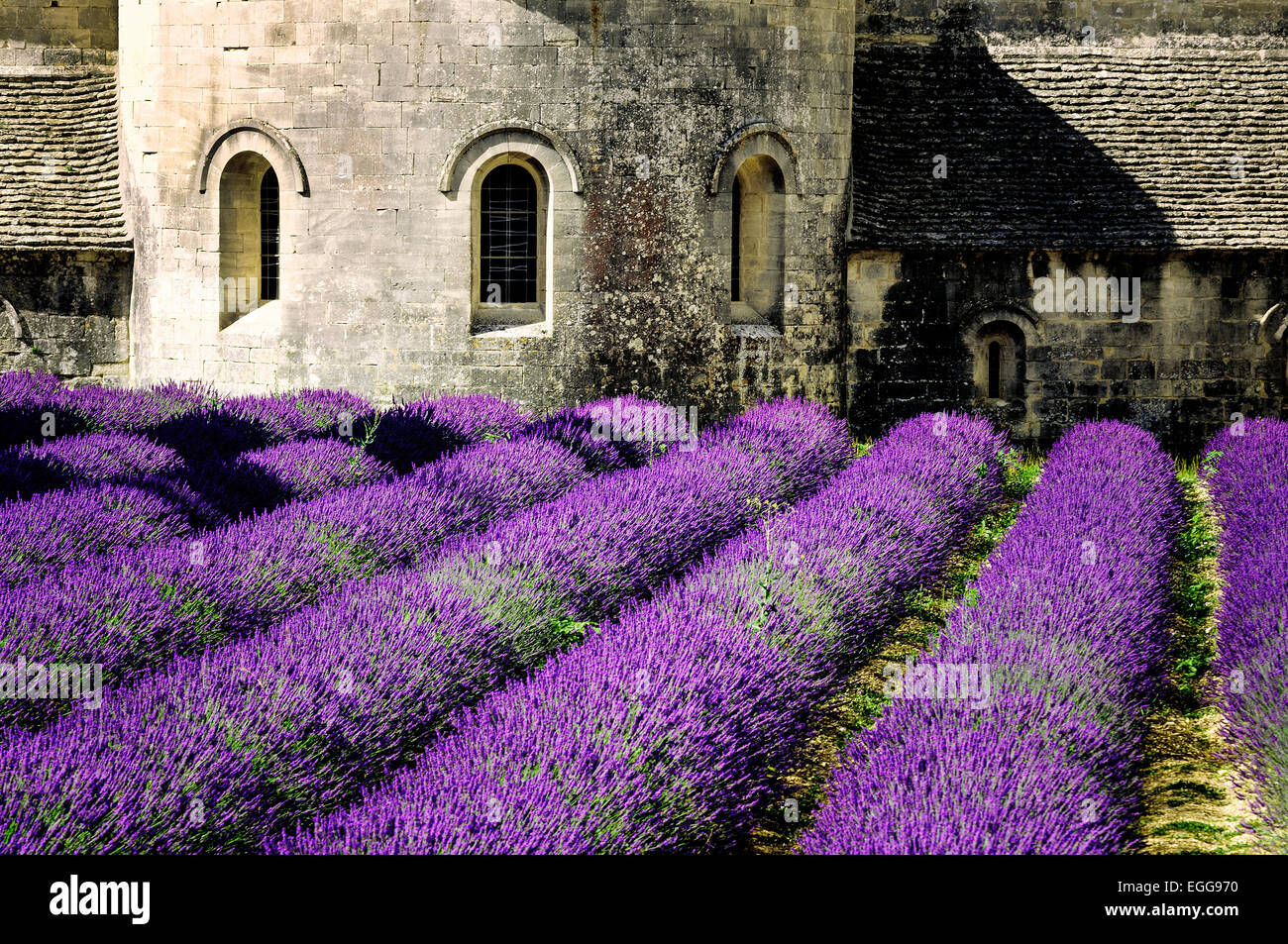 Abbaye de Sénanque et lignes en fleurs fleurs de lavande. Gordes, Luberon, Vaucluse, Provence, France. Banque D'Images