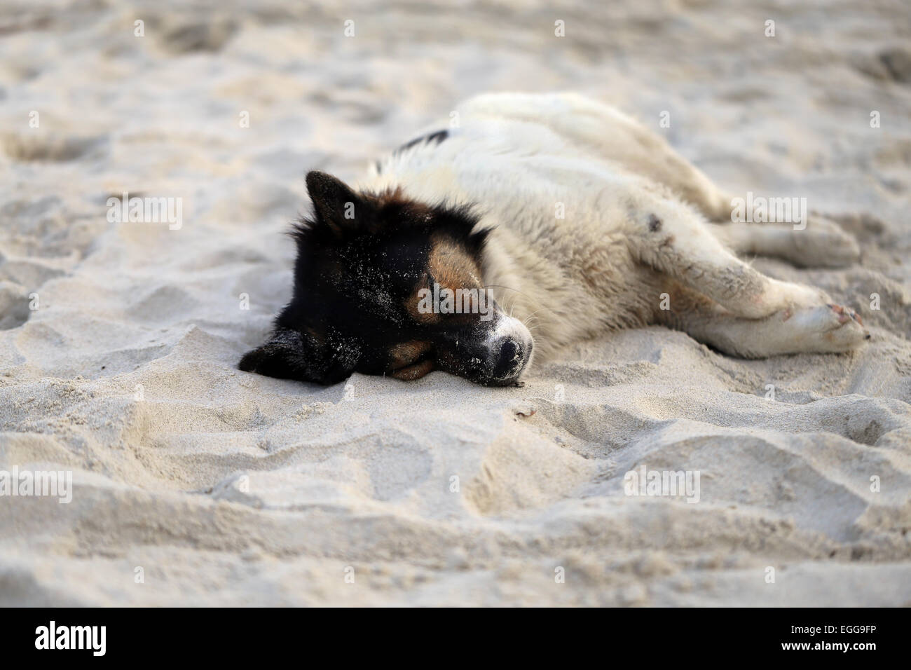 Beau chien, allongé sur un sable jaune photographié closeup Banque D'Images