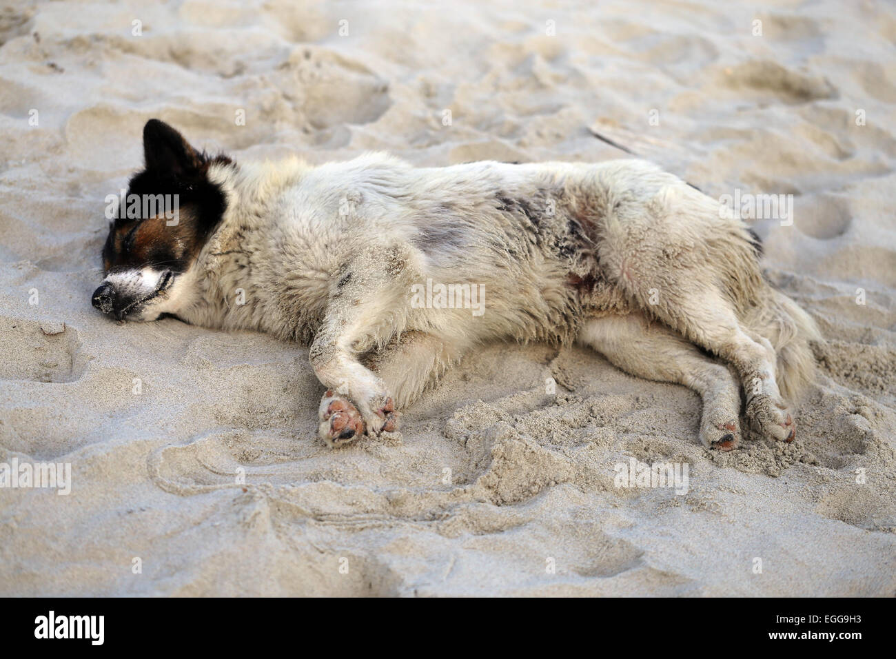 Beau chien, allongé sur un sable jaune photographié closeup Banque D'Images