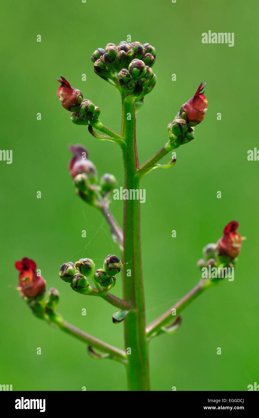 L'eau une fleur scrofulariacées UK Banque D'Images