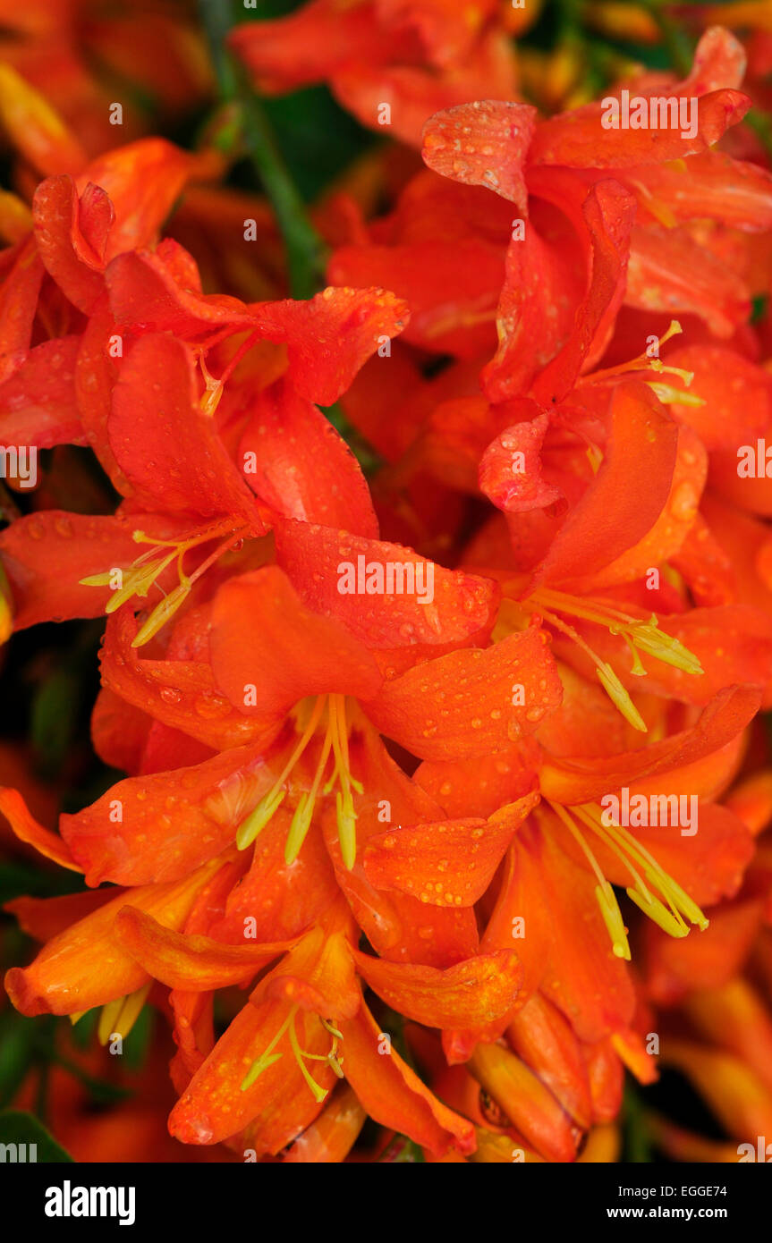 Fleurs pour le 'hot' chambres jardin UK Banque D'Images