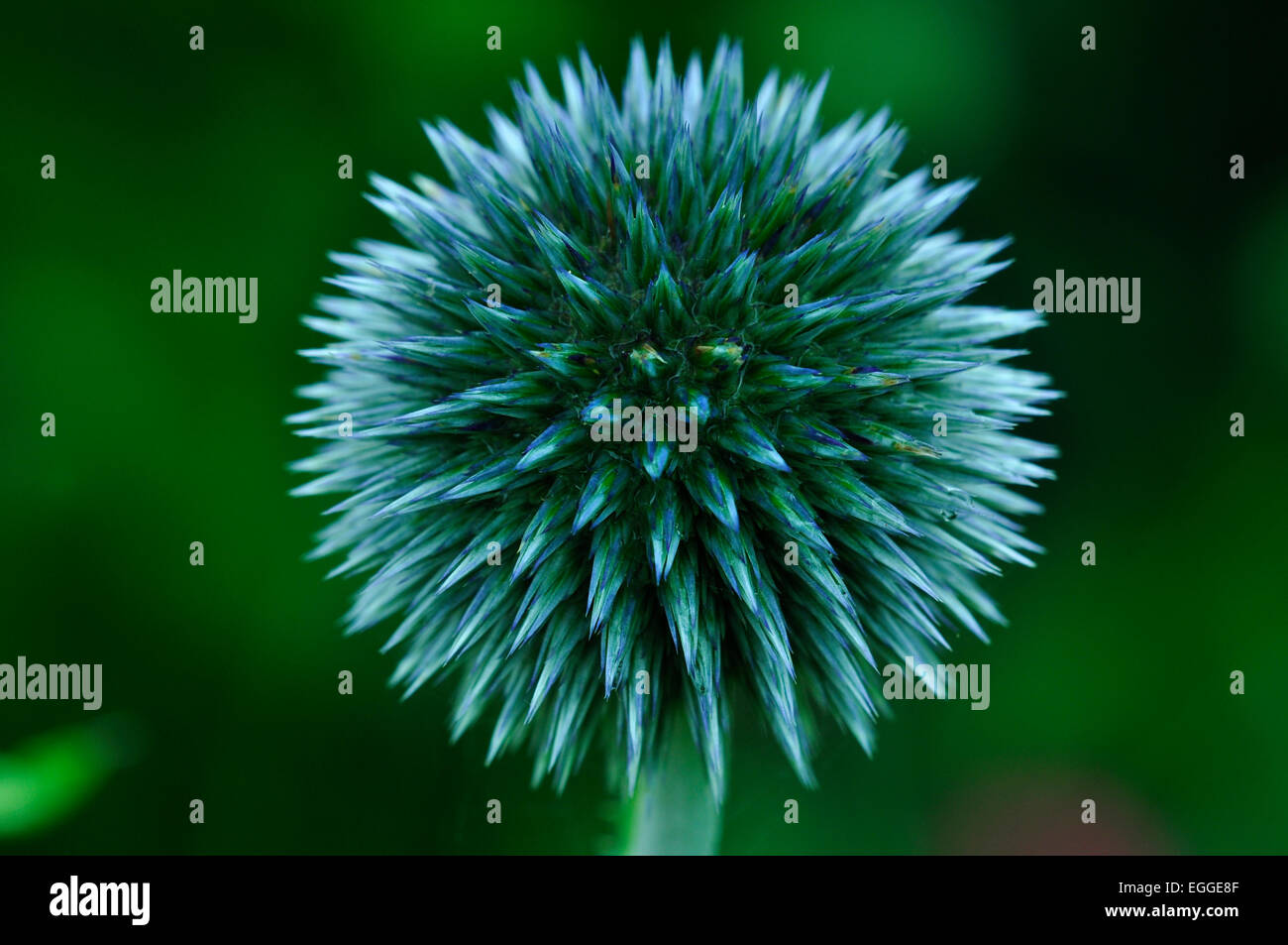 Un echinops ou globe thistle flower head UK Banque D'Images