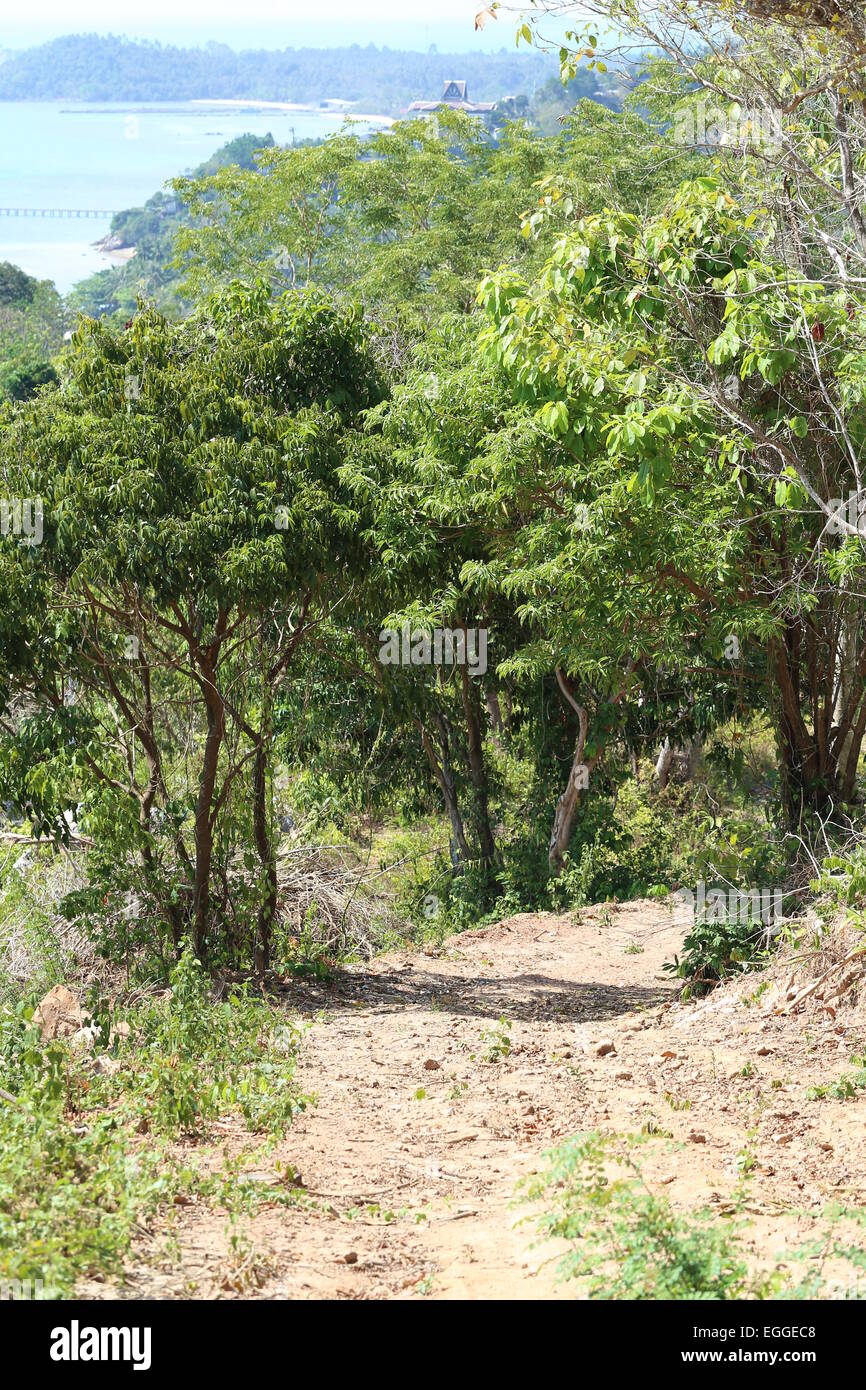 Forêt tropicale de Koh Samui en Thaïlande Banque D'Images