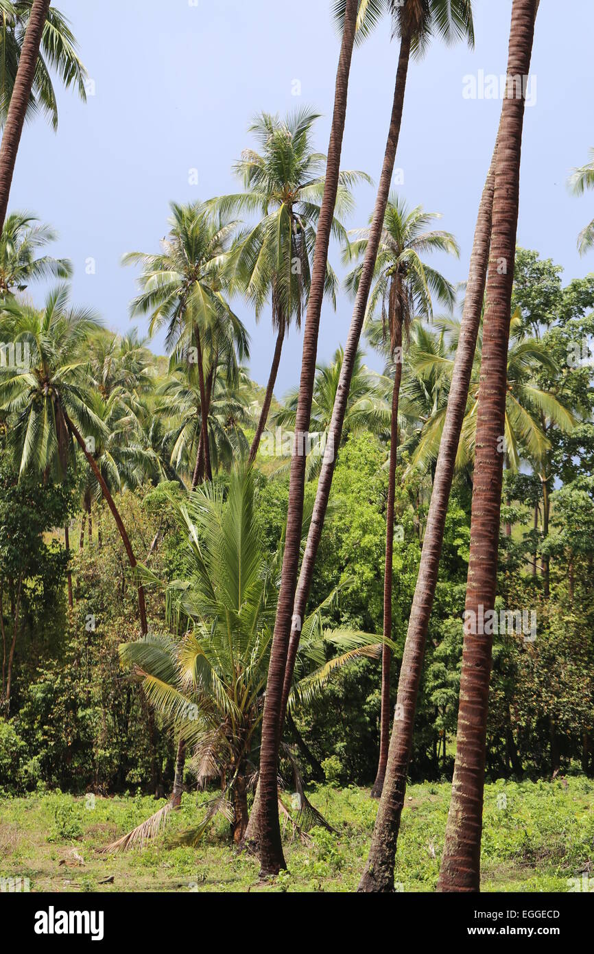 Forêt tropicale de Koh Samui en Thaïlande Banque D'Images