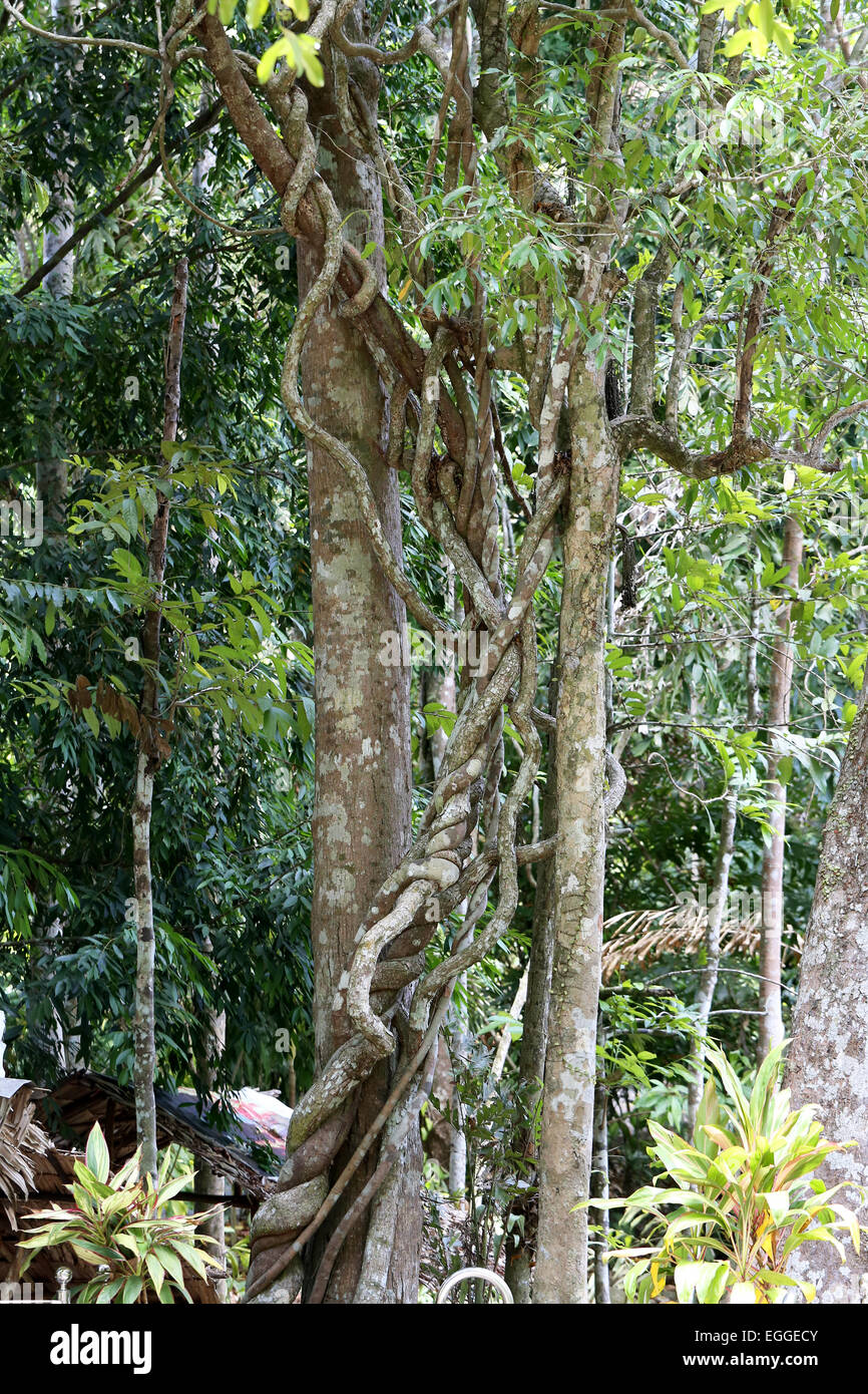 Forêt tropicale de Koh Samui en Thaïlande Banque D'Images