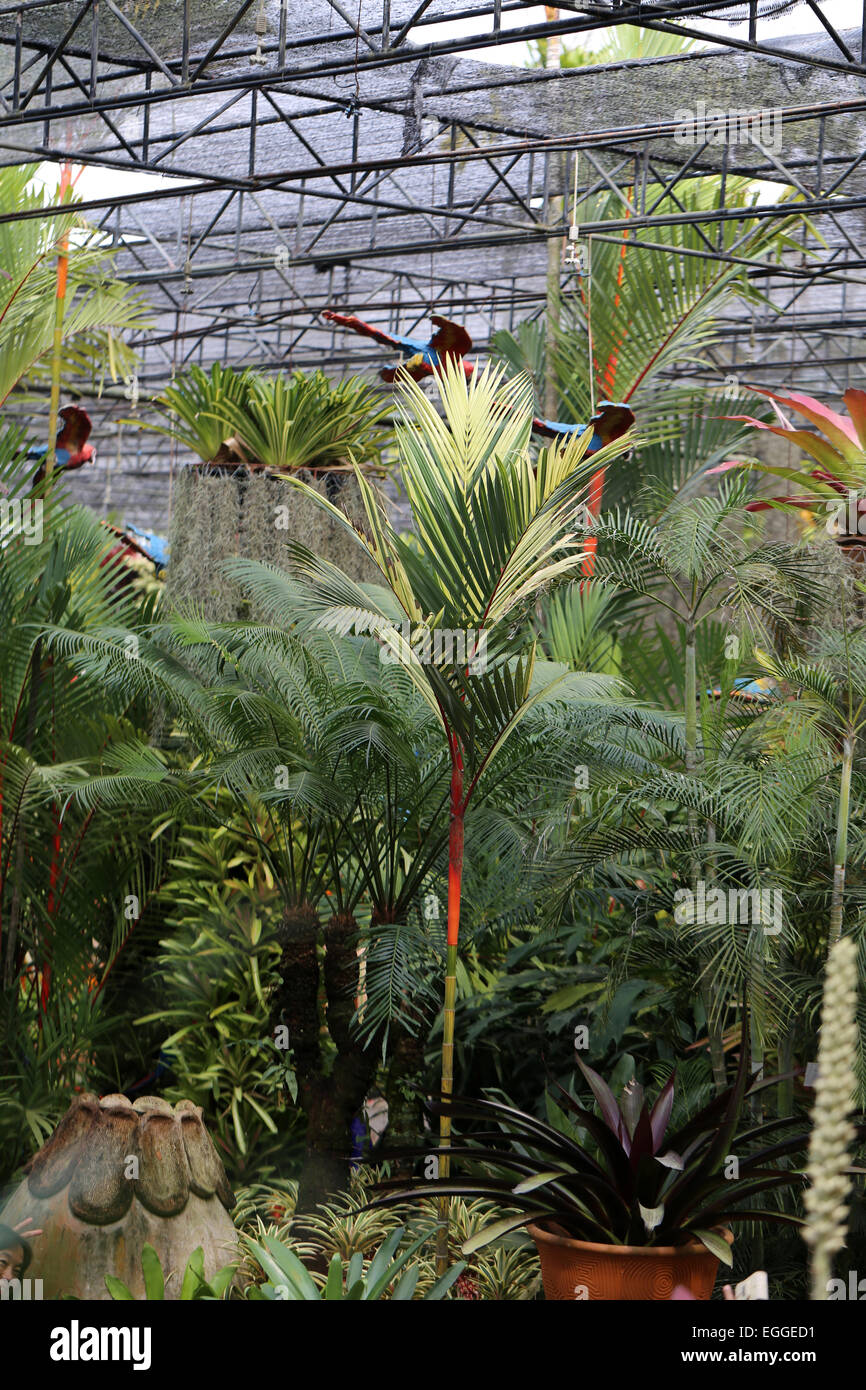 Forêt tropicale de Koh Samui en Thaïlande Banque D'Images