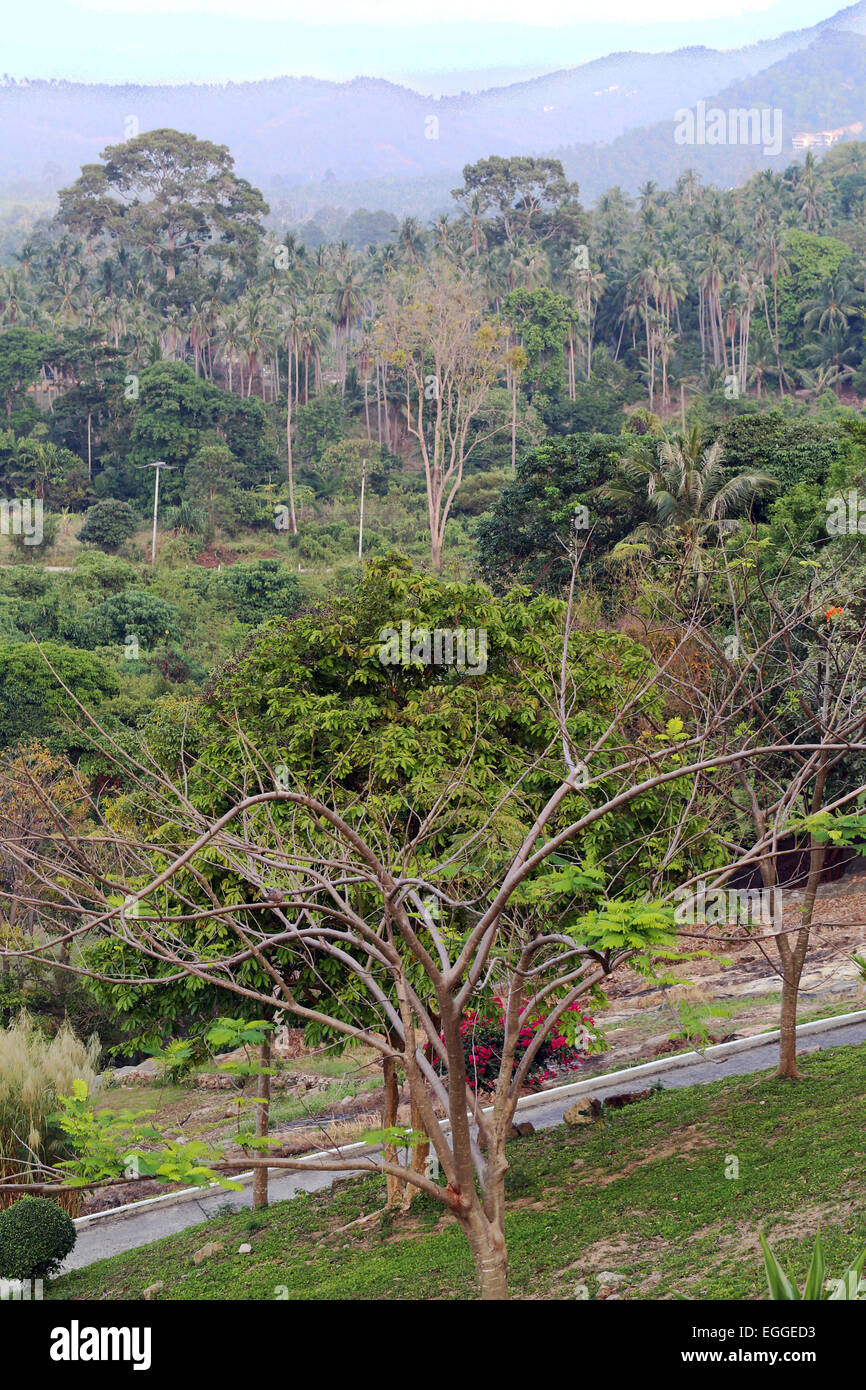 Forêt tropicale de Koh Samui en Thaïlande Banque D'Images