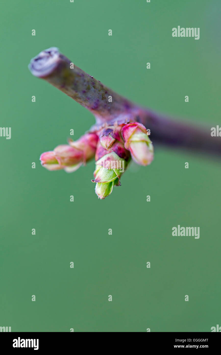 Plan Macro sur un bouton de rose. Printemps avec la composition de la nature. Bouton floral. Banque D'Images