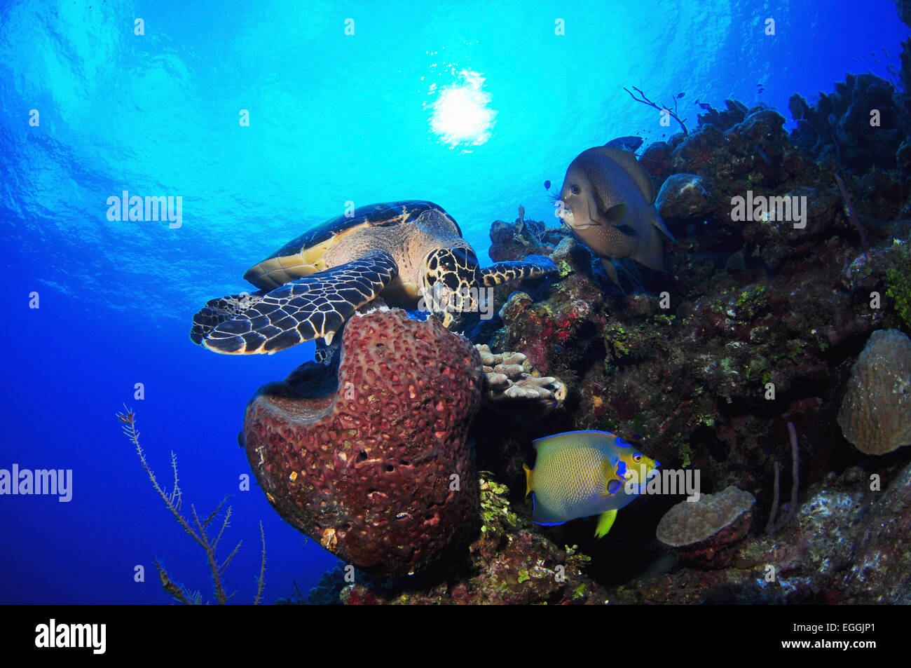 Carapaces de tortue de mer manger, mur de château, Grand Cayman. Banque D'Images