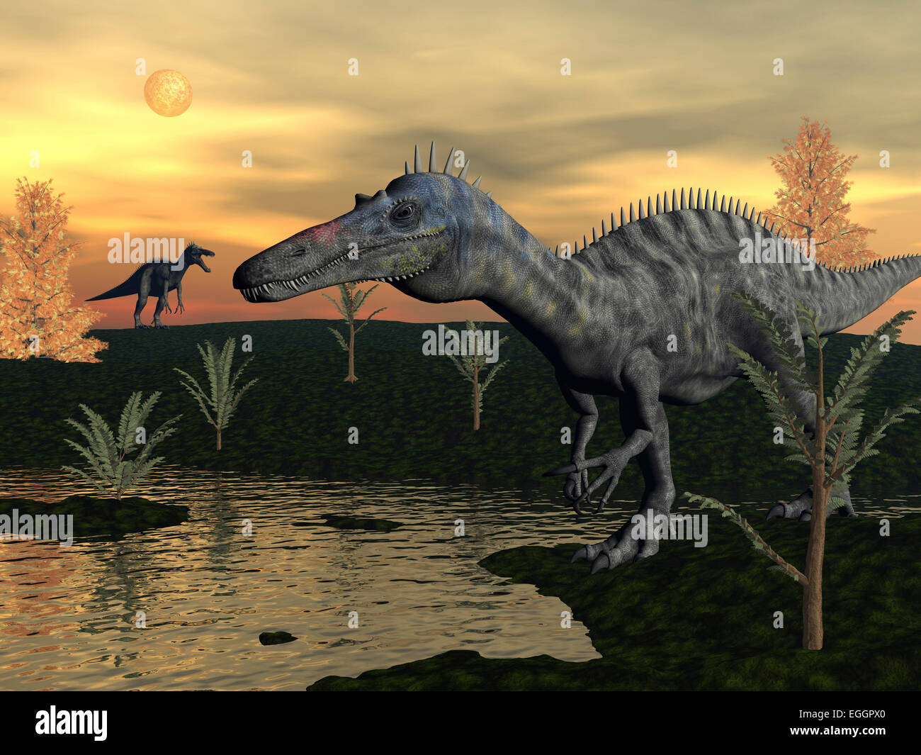 Dinosaures Suchomimus marche à côté d'étang au coucher du soleil avec pachypteris et cyprès centenaires. Banque D'Images