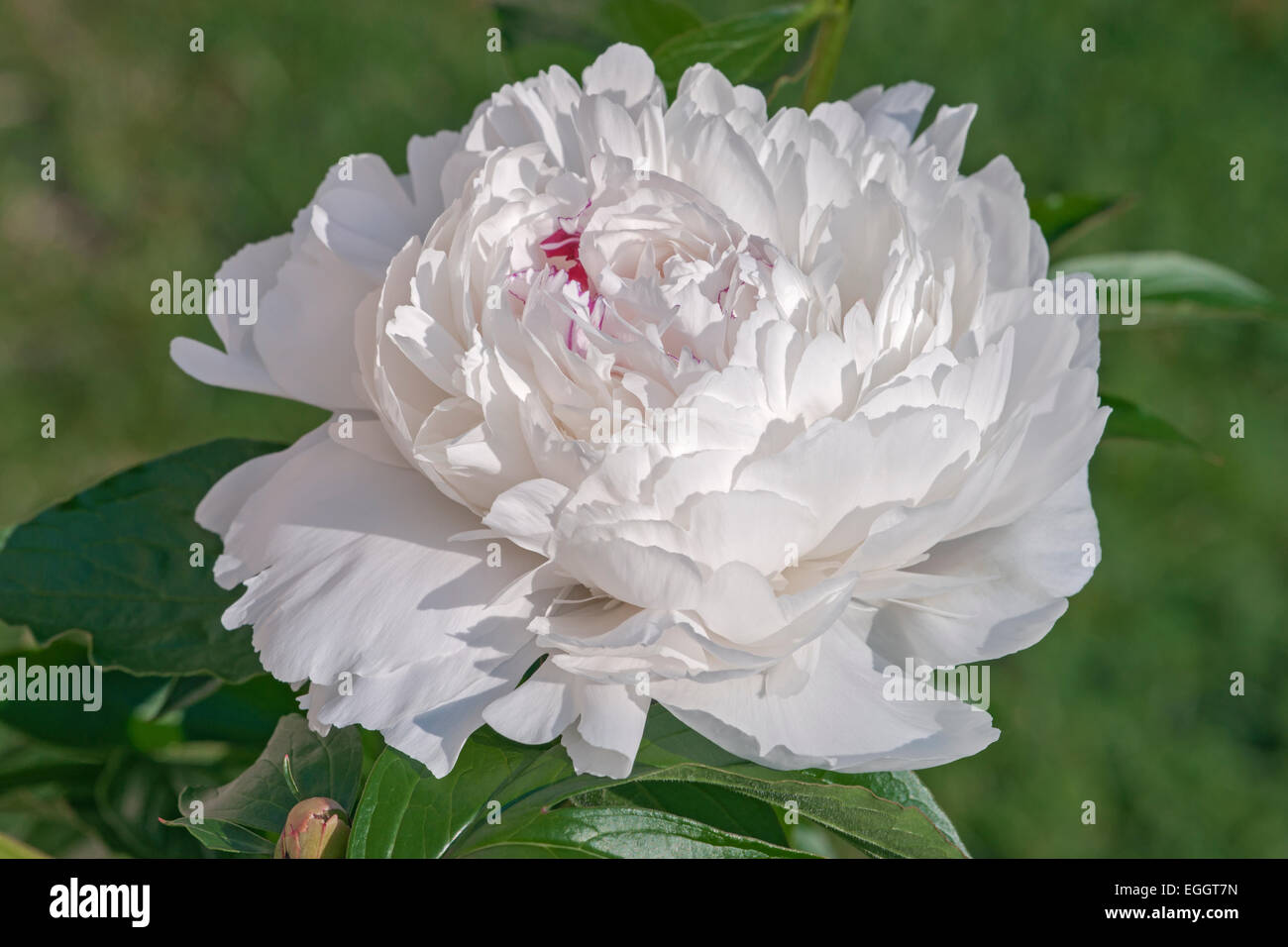 La pivoine de Chine (Paeonia lactiflora). Banque D'Images