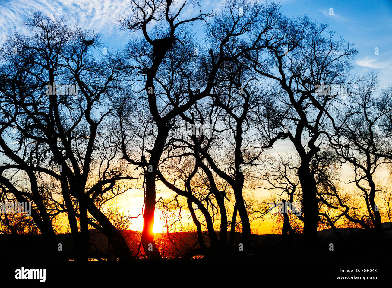 Coucher de soleil derrière des arbres cottonwood à Lower Klamath - Wildlife Refuge. Banque D'Images