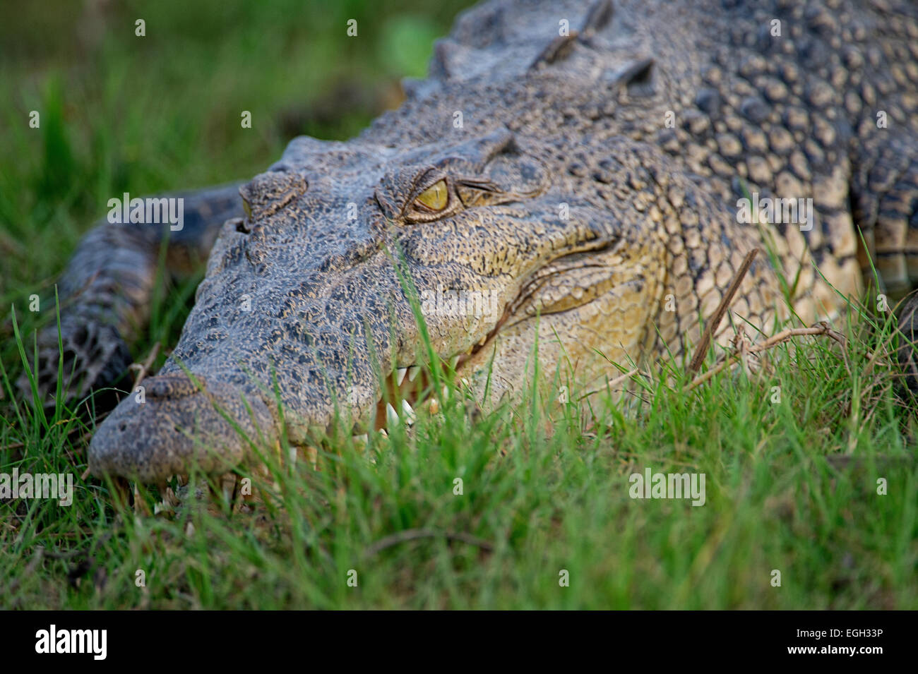 Grand crocodile pond en attente sur river bank Banque D'Images