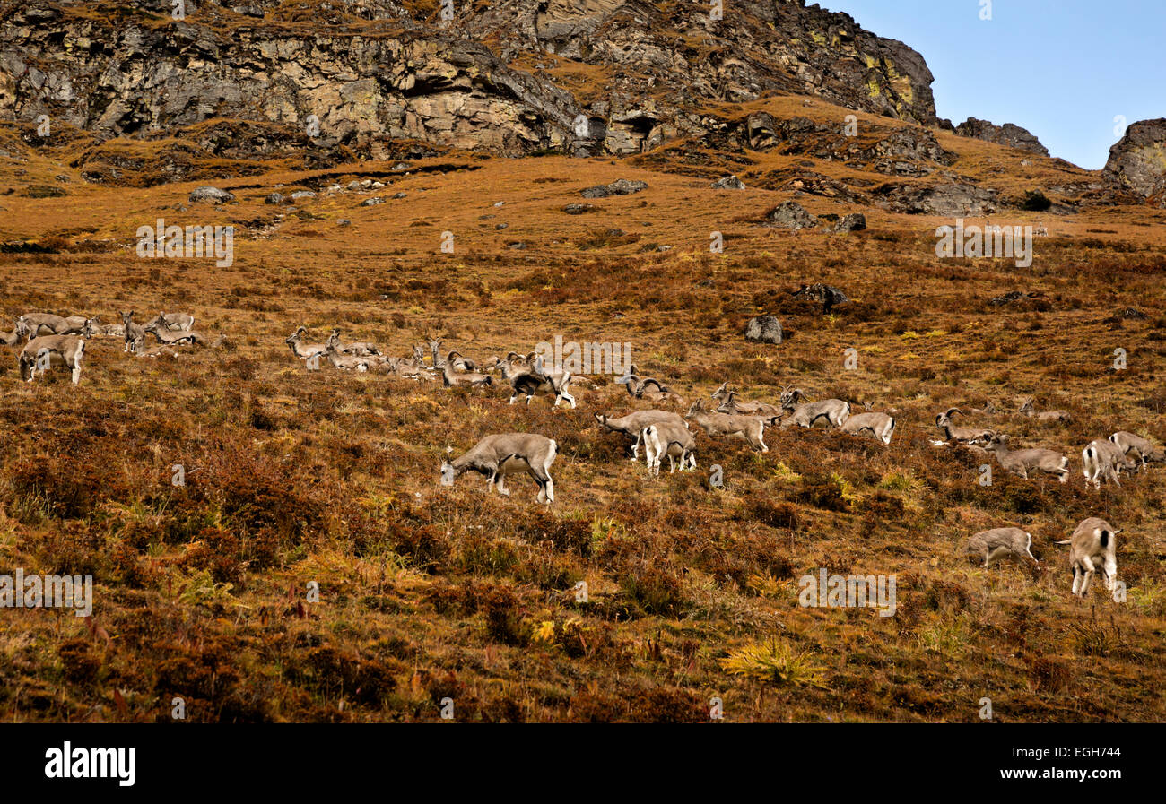 BU...00197-00 - BHOUTAN Himalayan blue sheep sur les collines au-dessus de Jangothang ouvert camping à Jigme Dorji Parc National. Banque D'Images