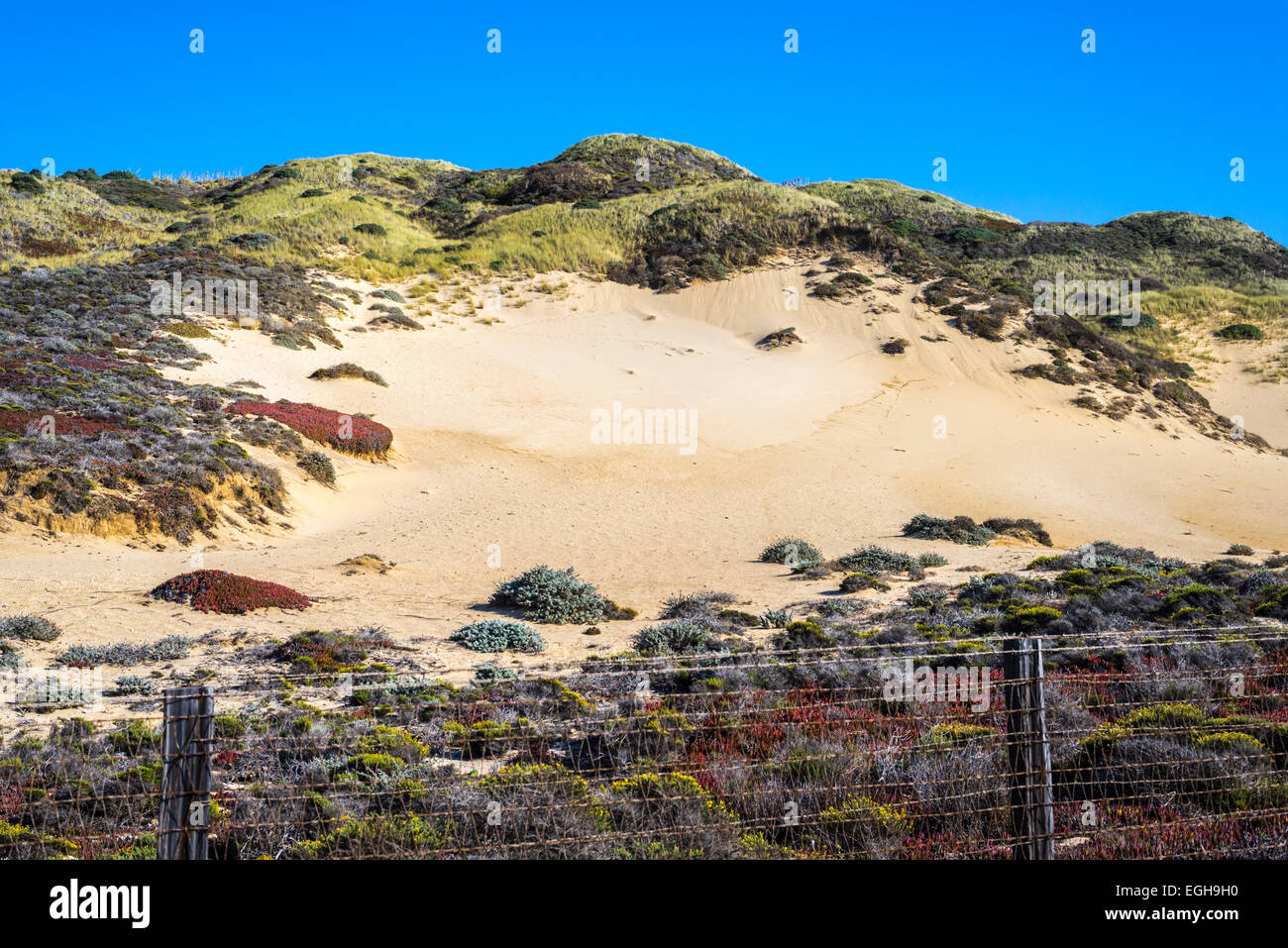 Dunes de sable et chaparral. En Californie, aux États-Unis. Banque D'Images