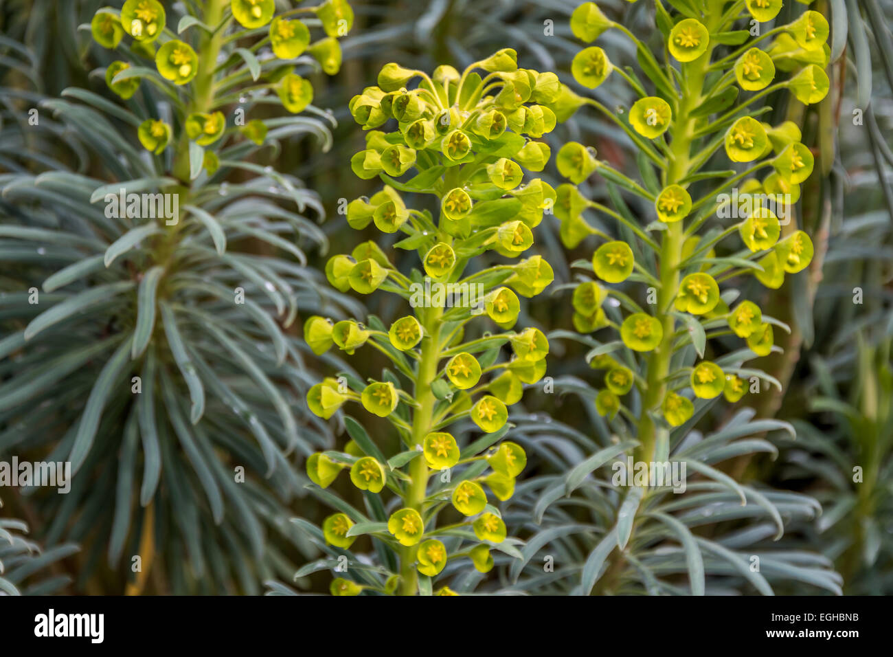 Centre de macro se concentrer sur la fleur sur l'Euphorbia characias. La sève laiteuse blanche de cette plante est toxique et un irritant de la peau. Banque D'Images