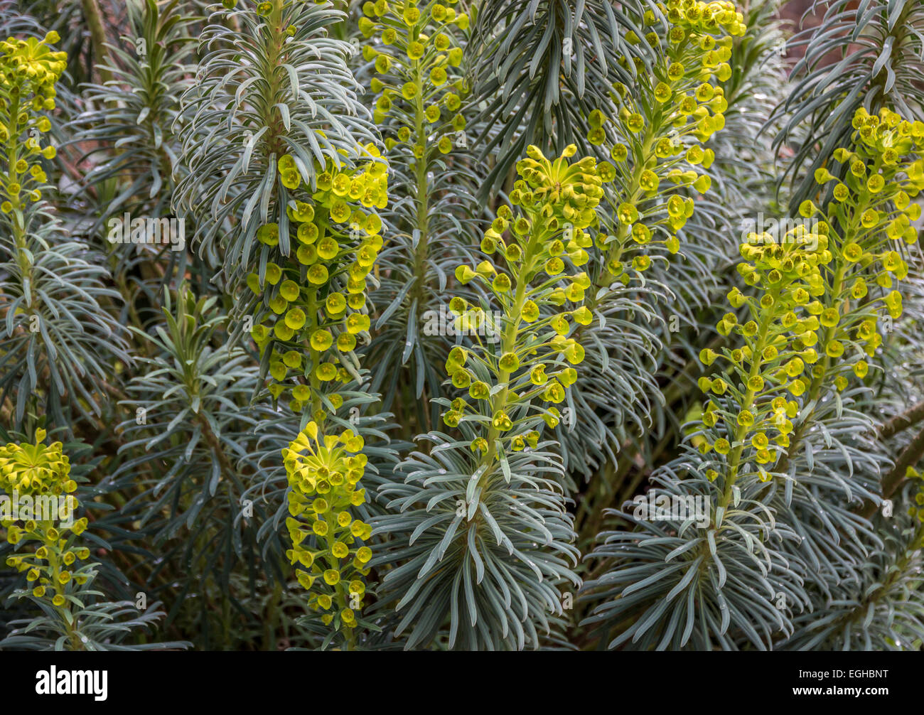 Centre de macro se concentrer sur la fleur sur l'Euphorbia characias. La sève laiteuse blanche de cette plante est toxique et un irritant de la peau. Banque D'Images