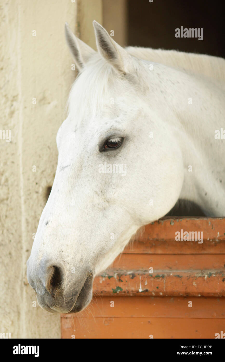 Horse à Floréal en France, utilisé pour la concurrence pendant les courses de chevaux saison Banque D'Images