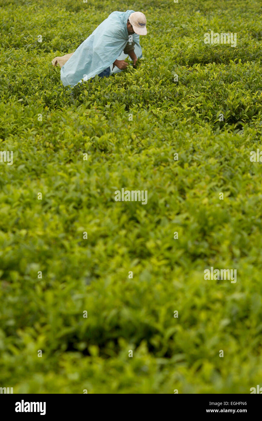 Les feuilles des plantes, la récolte du thé utilisé pour fabrication, à basse température, au Bois Cheri , à l'Ile Maurice Banque D'Images