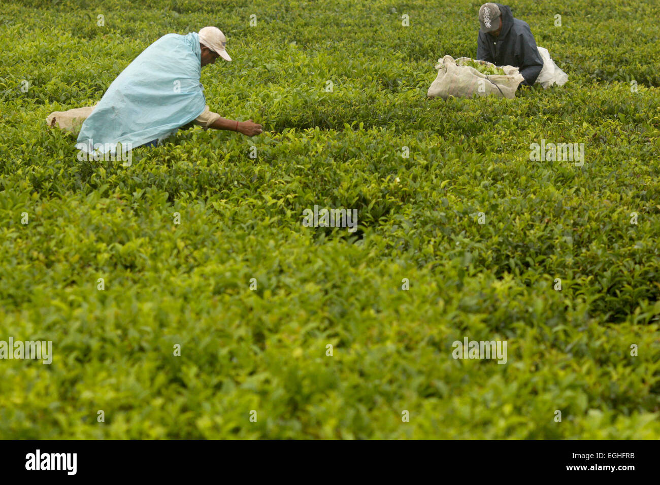 Les feuilles des plantes, la récolte du thé utilisé pour fabrication, à basse température, au Bois Cheri , à l'Ile Maurice Banque D'Images