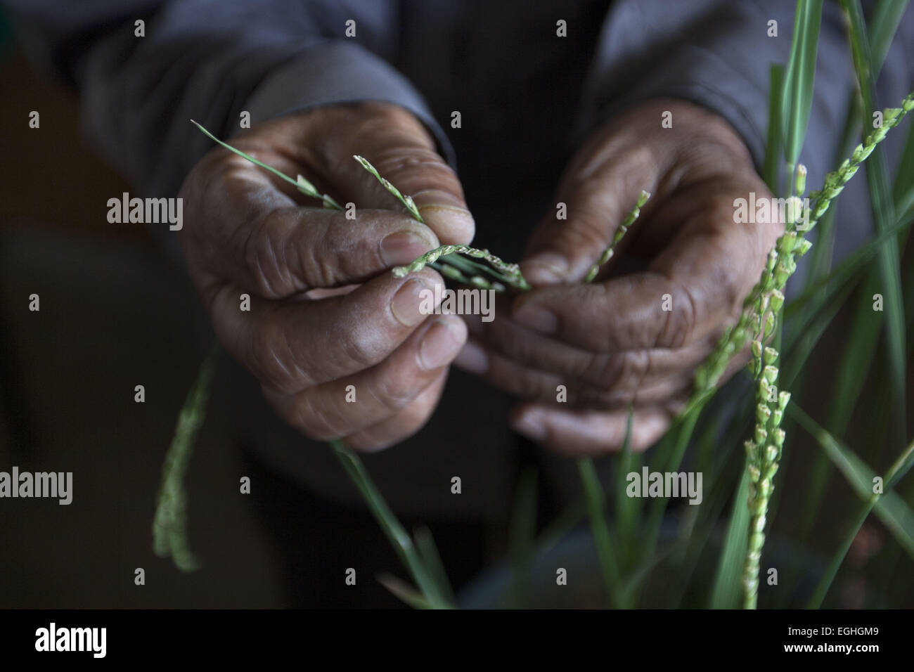 Gazipur, Dhaka, Bangladesh. 22 avr, 2010. Abdul Awal (85 ans) est un technicien d'élevage à Bangabandhu Sheikh Mujibur Rahman Université agricole au Bangladesh. Il traverse en deux différentes variétés de grains de riz afin de faire de nouveaux plants de riz, qui s'adapteront à l'environnement au Bangladesh. Il a travaillé pendant 55 ans et est toujours passionné par son travail depuis le jour où il a commencé. Il a travaillé avec de nombreux chercheurs et plus de 30 variétés de plants de riz ont déjà libéré qui a été traversé par lui. Tout le monde l'appelle un non-scientifique qualifié parce qu'il a fait Banque D'Images