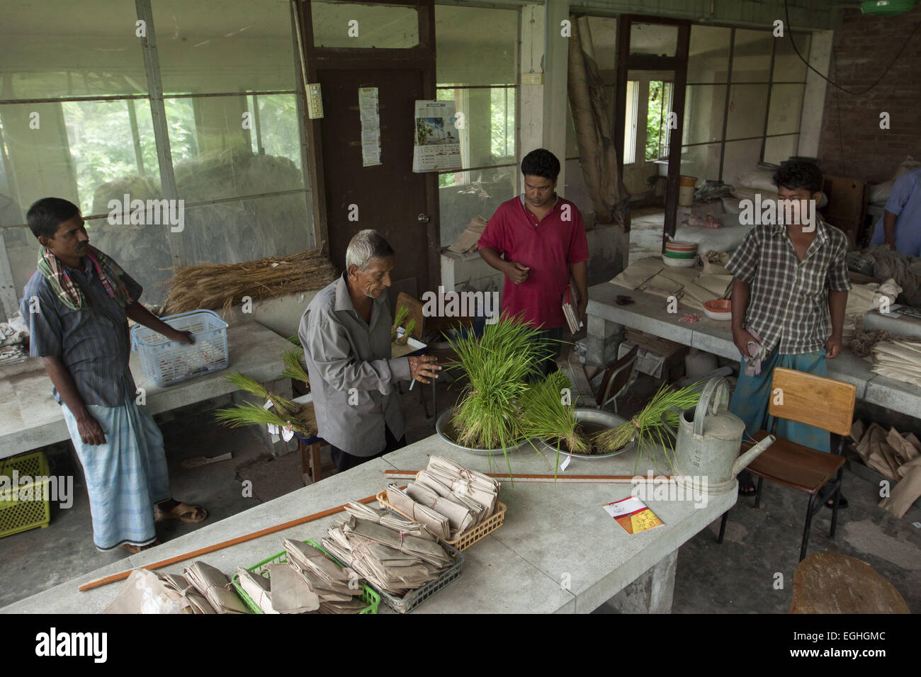 Gazipur, Dhaka, Bangladesh. 25 août, 2010. Abdul Awal (85 ans) est un technicien d'élevage à Bangabandhu Sheikh Mujibur Rahman Université agricole au Bangladesh. Il traverse en deux différentes variétés de grains de riz afin de faire de nouveaux plants de riz, qui s'adapteront à l'environnement au Bangladesh. Il a travaillé pendant 55 ans et est toujours passionné par son travail depuis le jour où il a commencé. Il a travaillé avec de nombreux chercheurs et plus de 30 variétés de plants de riz ont déjà libéré qui a été traversé par lui. Tout le monde l'appelle un non-scientifique qualifié parce qu'il a fait Banque D'Images