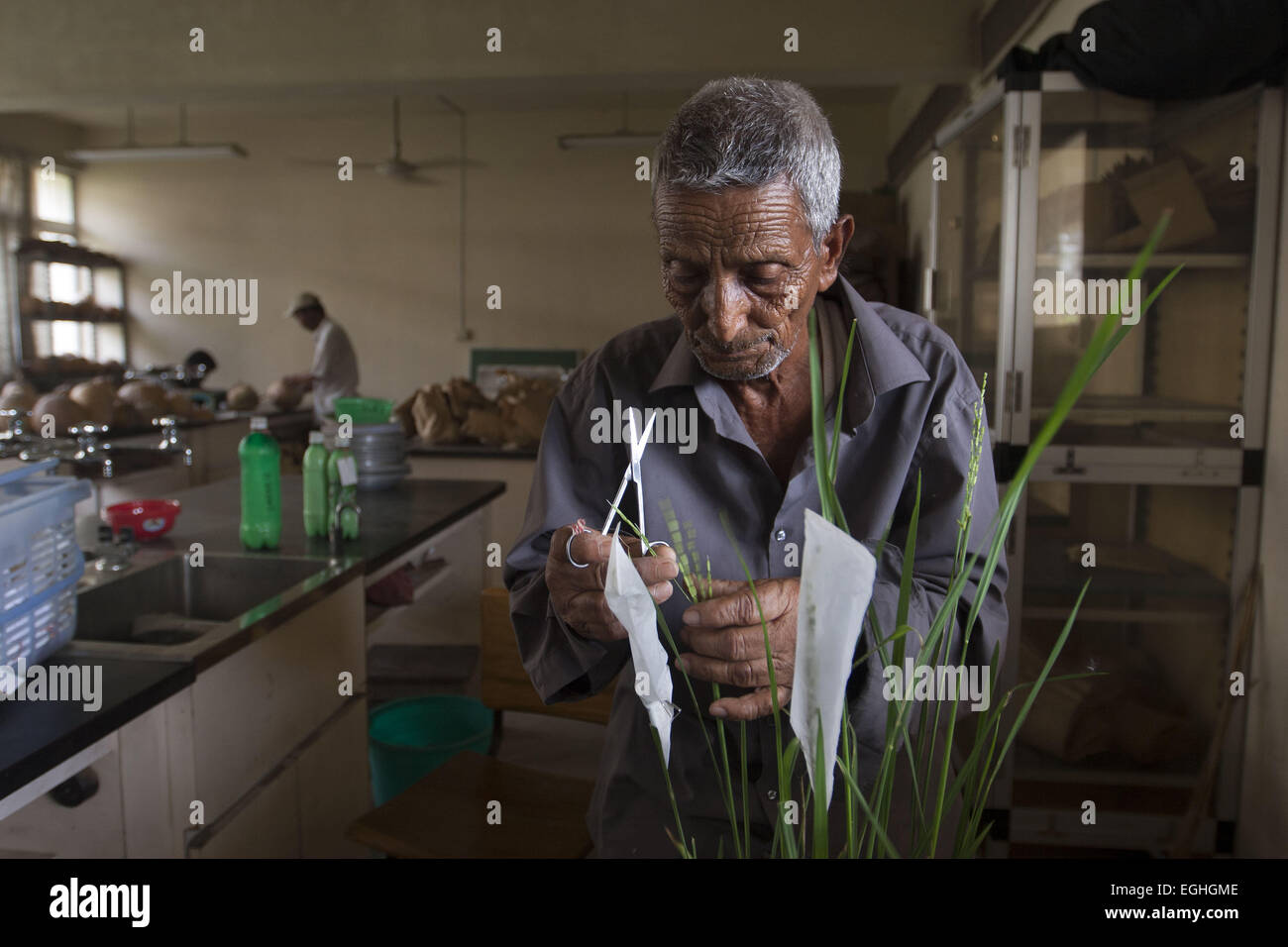 Gazipur, Dhaka, Bangladesh. 22 avr, 2010. Abdul Awal (85 ans) est un technicien d'élevage à Bangabandhu Sheikh Mujibur Rahman Université agricole au Bangladesh. Il traverse en deux différentes variétés de grains de riz afin de faire de nouveaux plants de riz, qui s'adapteront à l'environnement au Bangladesh. Il a travaillé pendant 55 ans et est toujours passionné par son travail depuis le jour où il a commencé. Il a travaillé avec de nombreux chercheurs et plus de 30 variétés de plants de riz ont déjà libéré qui a été traversé par lui. Tout le monde l'appelle un non-scientifique qualifié parce qu'il a fait Banque D'Images