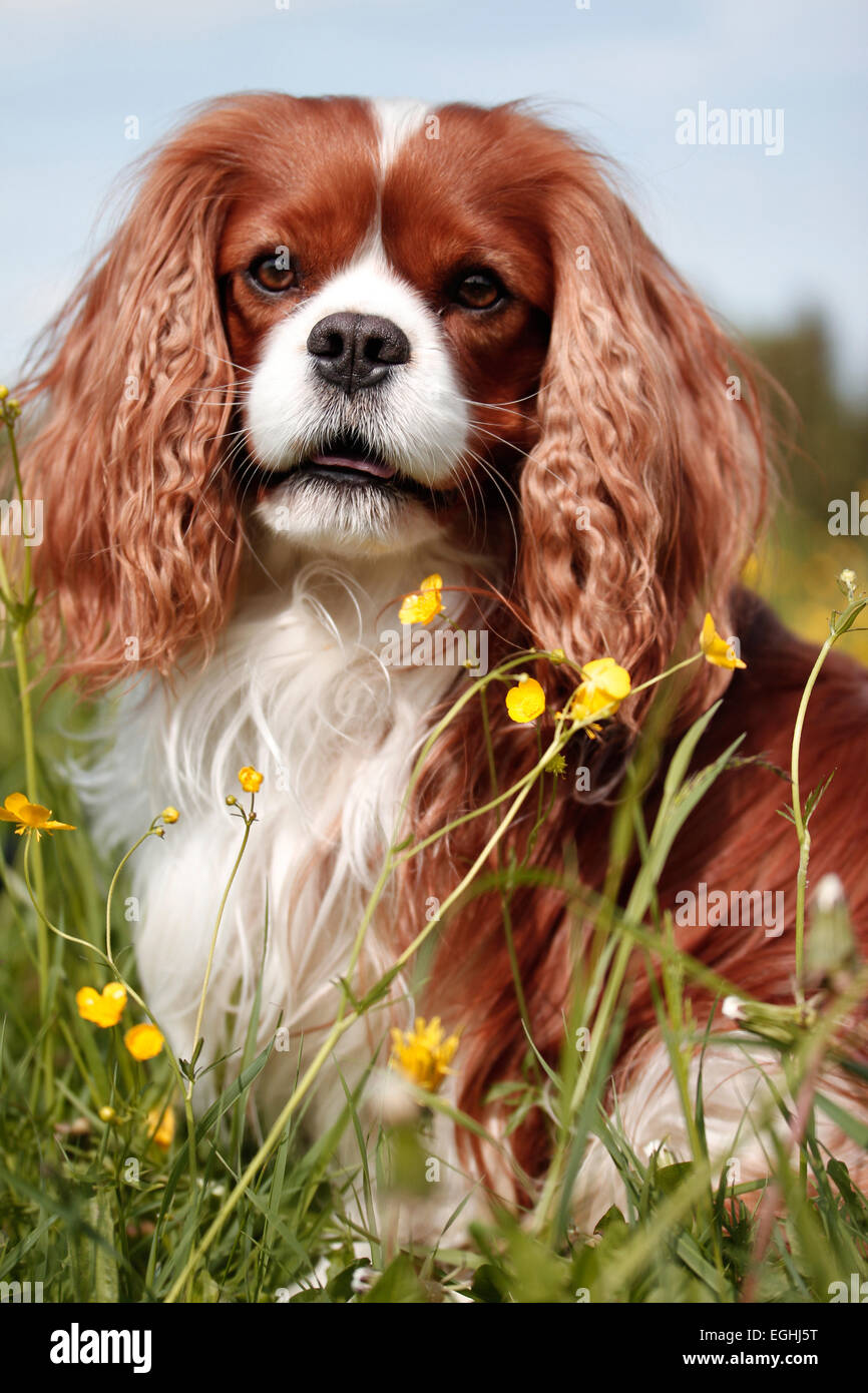 Cavalier King Charles Spaniel sitting in flower meadow Banque D'Images