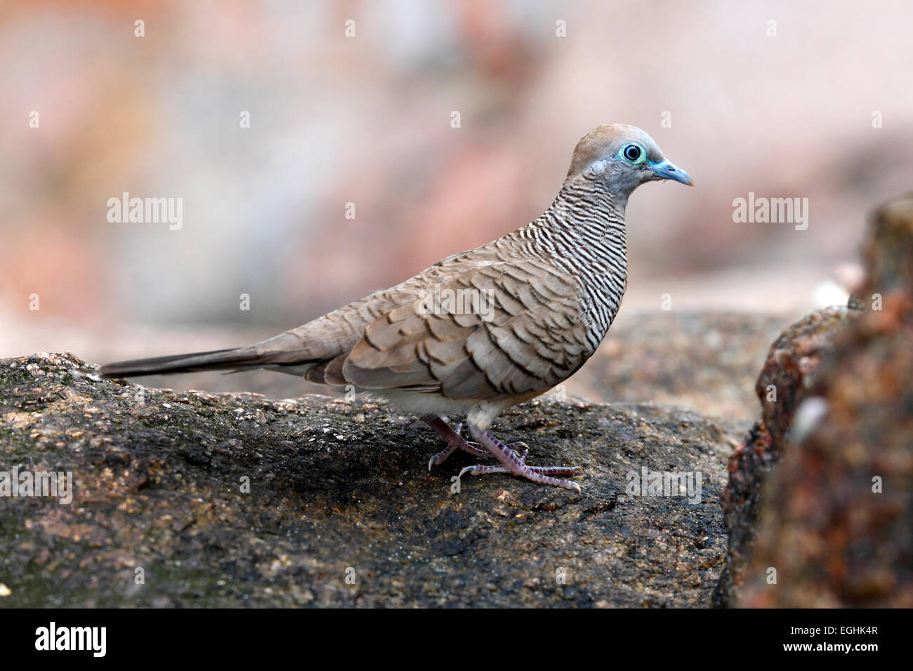 L'île des Seychelles, La Digue - Zebra Dove Banque D'Images