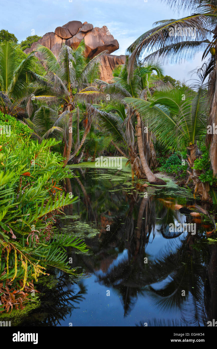 Jungle, marais sur l'île de La Digue, Seychelles Banque D'Images