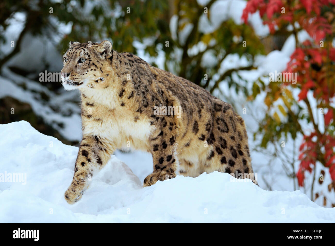 Snow Leopard (Panthera uncia), homme dans la neige, captive, Suisse Banque D'Images