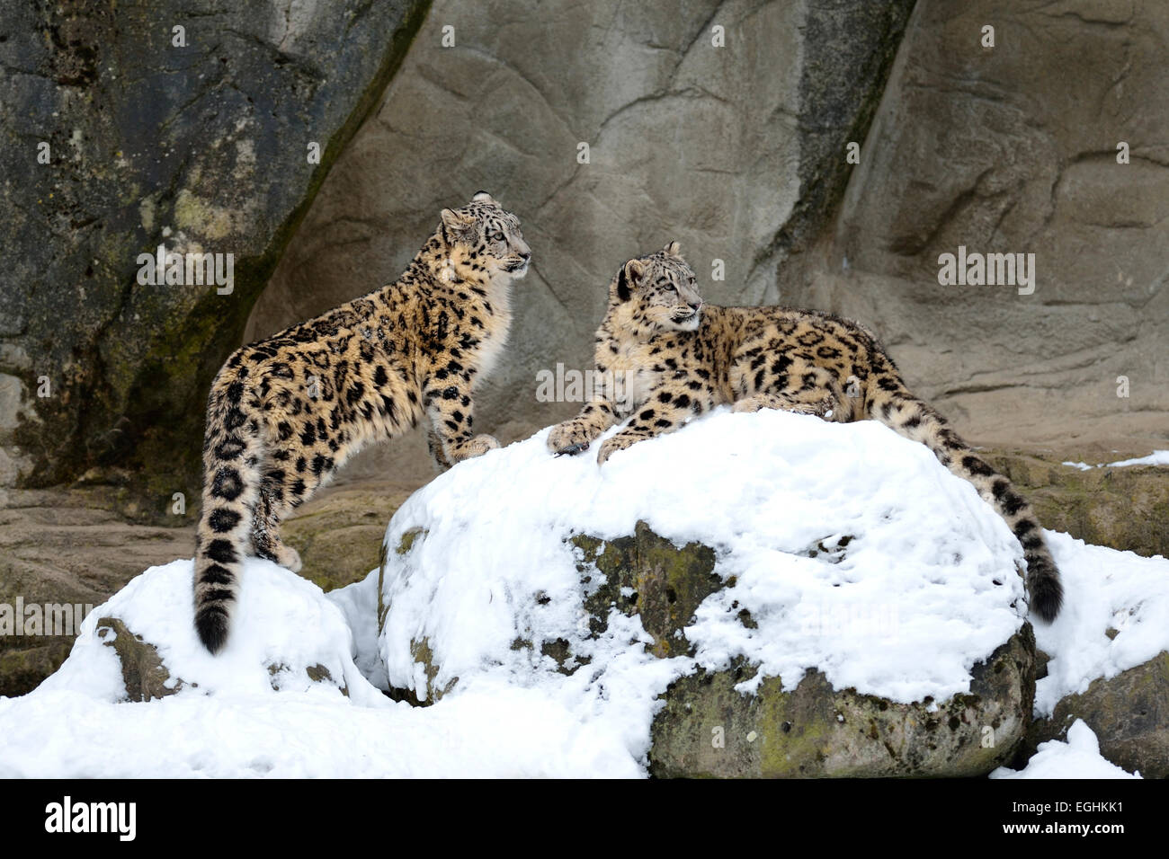 Les jeunes léopards des neiges (Panthera uncia) jouant, captive, Suisse Banque D'Images