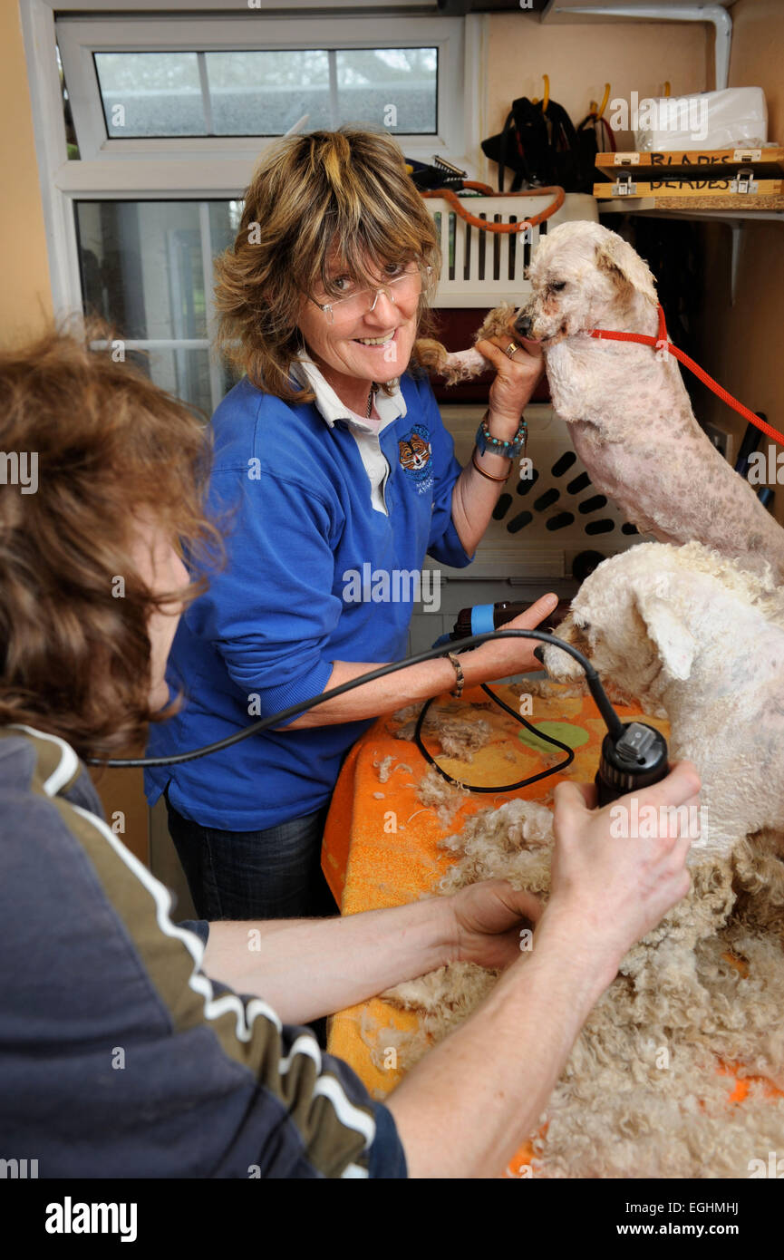 Les nombreuses larmes Animal Rescue center près de Llanelli, S. Wales UK - propriétaire Sylvia Van Atta clips un ex-Bischon reproduction chien. Banque D'Images