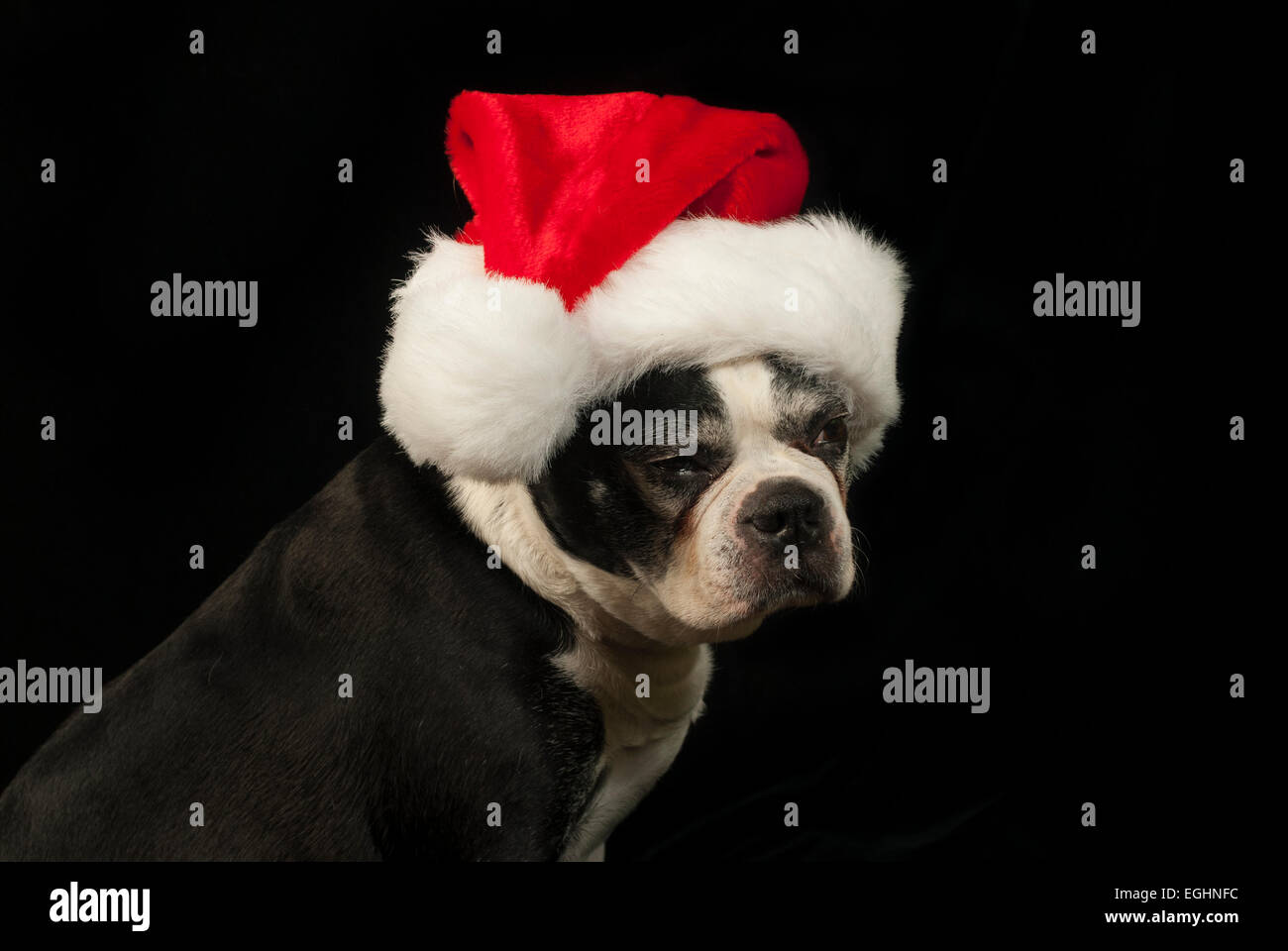 Noël avec un Boston Terrier Banque D'Images