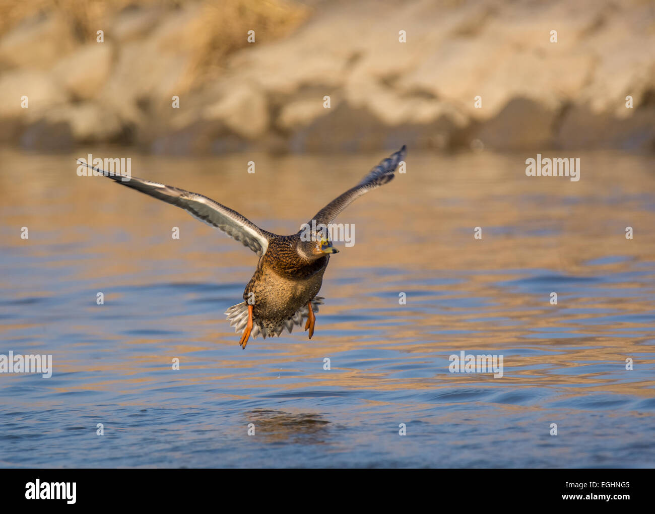 Canard colvert Banque D'Images