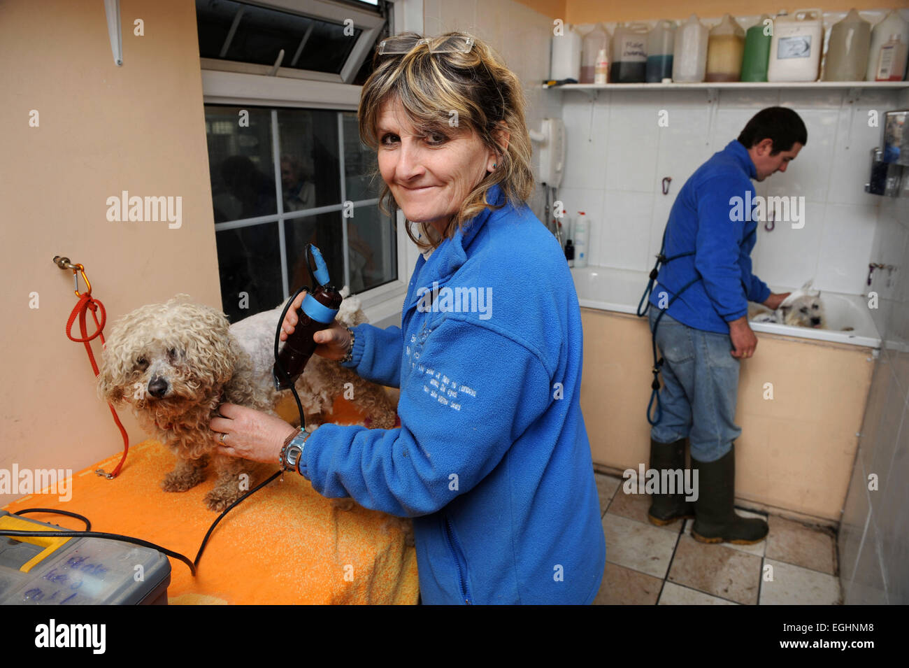Les nombreuses larmes Animal Rescue center près de Llanelli, S. Wales UK - propriétaire Sylvia Van Atta clips un ex-Bischon reproduction chien. Banque D'Images