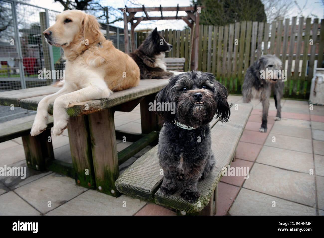 Les nombreuses larmes Animal Rescue center près de Llanelli, S. Wales UK Banque D'Images