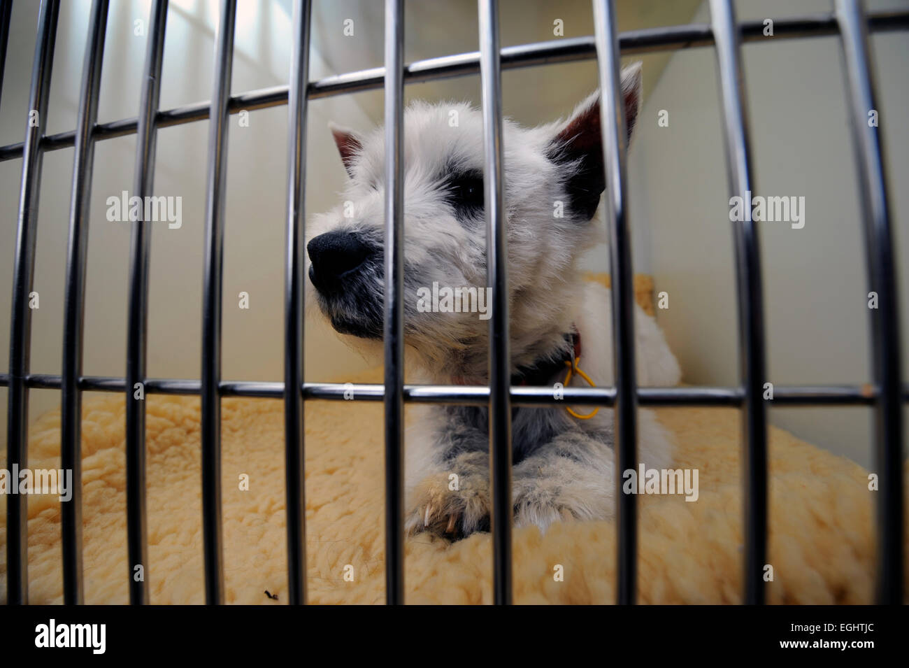 Un chien dans la chirurgie vétérinaires au beaucoup de larmes Animal Rescue center près de Llanelli, S. Wales UK Banque D'Images