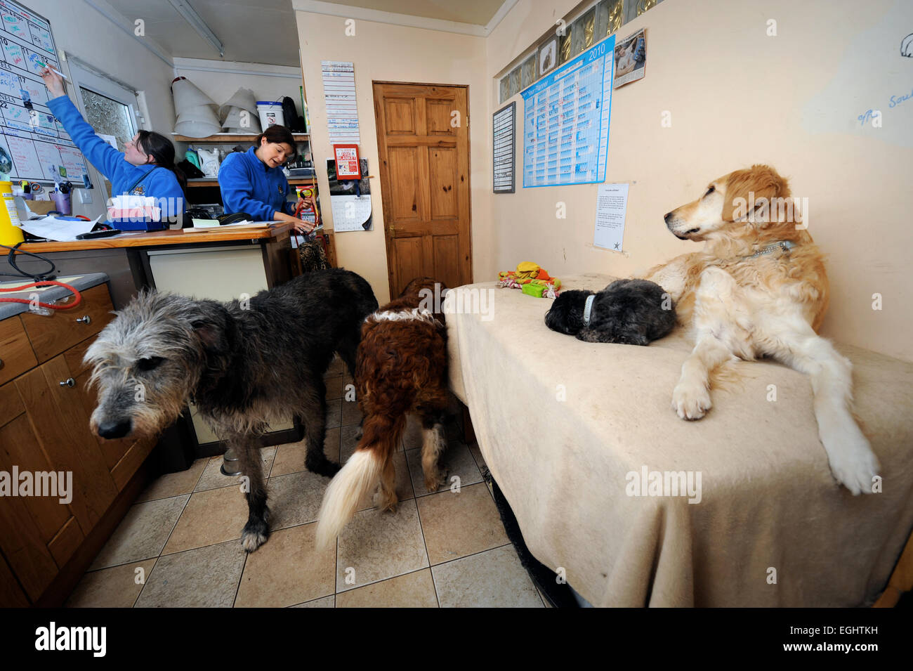 Les nombreuses larmes Animal Rescue center près de Llanelli, S. Wales UK - les chiens dans la zone de réception. Banque D'Images