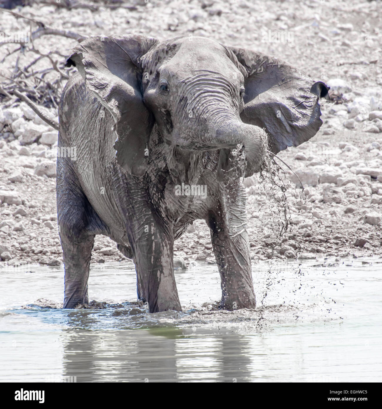 Un éléphant joue dans l'eau potable à un trou. Banque D'Images